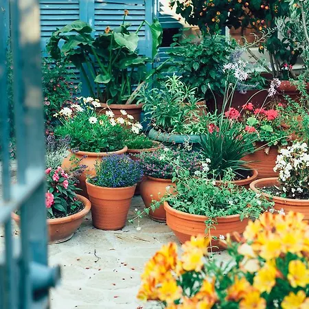 Mylos * ジアロヴァ